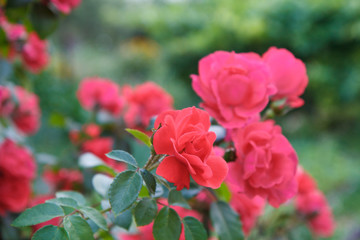 Red roses with blurred green leaves in the background.