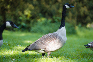 Gänse wandern im Sommerlichen Park