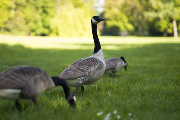 Gänse wandern im sommerlichen Park