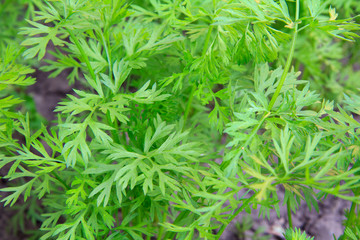Green carrot leaves growing in a garden.