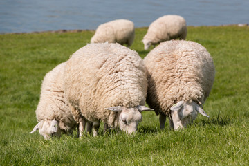 Flock of sheep grazing with the water of the IJsselmeer in the background.