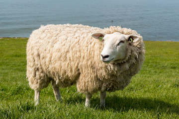 Sheep at the dyke in The Netherlands in springtime 