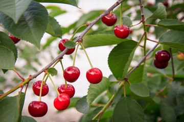 Red cherries on a tree against of green leaves with a blurred background.