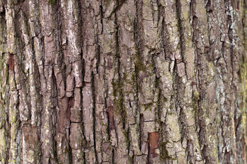 Tree bark texture for backgrounds and natural compositions