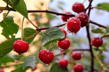 Red cherries on a tree against of green leaves with a blurred background.