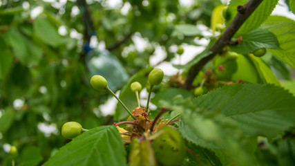 not ripe fruits of sweet cherry