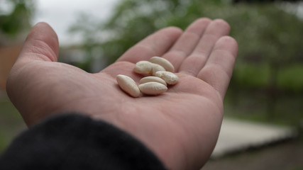 white beans on the palm