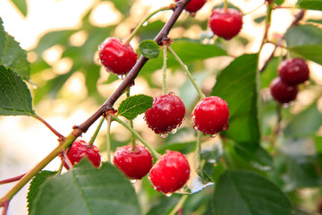 Red cherries on a tree against of green leaves with a blurred background.