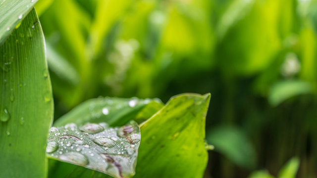 water drops on the leaves of lily of the valley