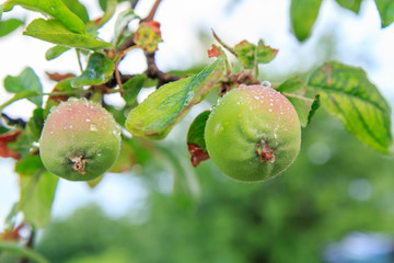 Fruits of immature apples on the branch of tree.