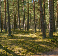 Fototapeta na wymiar sunny pine forest