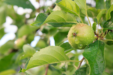 Fruit of immature apple on the branch of tree.