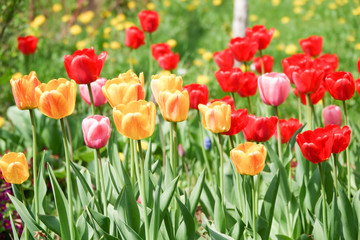 Obraz premium Beautiful yellow and red tulips in the rural Park. Garden flowers.Lots of green vegetation.