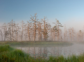 misty summer landscape. Morning fog, swamp lake and forest. Cenas tirelis, Latvia