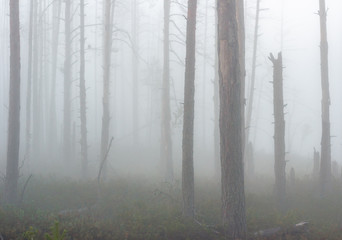 Naklejka premium early morning. misty forest in the Latvia. Cenas tirelis