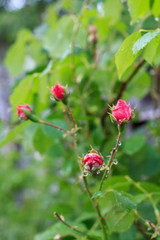 Red rose buds on stems with leaves on blurred background.