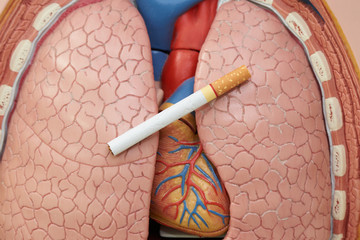 Concept of smoking cigarette harm to lung and heart.