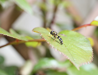 small colorful fly from profile