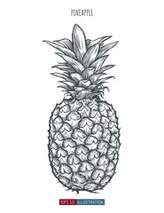 Hand drawn pineapple isolated. Template for your design works. Engraved style vector illustration.