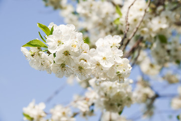 Flowers of the cherry blossoms on a spring day