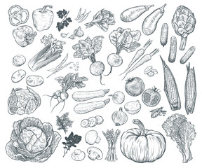 Hand drawn fresh vegetables set. Template for your design works. Engraved style vector illustration. - obrazy, fototapety, plakaty