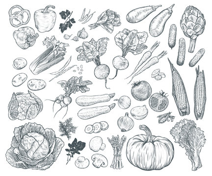 Hand drawn fresh vegetables set. Template for your design works. Engraved style vector illustration.