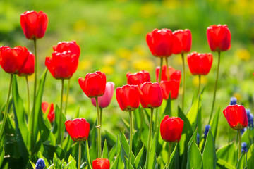 Beautiful yellow and red tulips in the rural Park. Garden flowers.Lots of green vegetation.