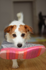 JACK RUSSELL DOG STEALING AND PLAYING WITH A PINK TENNIS SHOES.