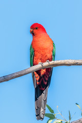 A male Australian King-Parrot in a tree
