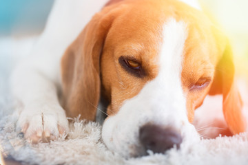 Beagle dog close up on a carpet falling asleep.