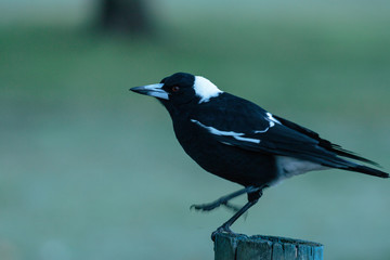 An Australian Magpie in the dawn half-light