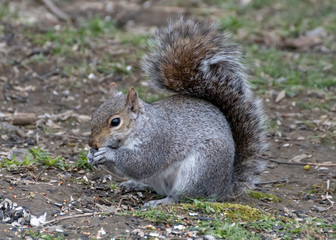 Grey squirrel eating on the ground.