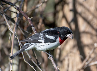 Fototapeta premium Rose Breasted Grosbeak perched