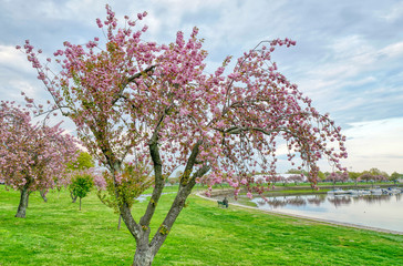 Naklejka premium Blossom Tree