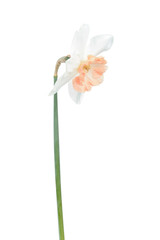 Naklejka na ściany i meble White-pink flower of Daffodil (Narcissus) isolated on white background. Cultivar Precocious from Large-cupped Daffodil