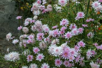 Fiori di primavera