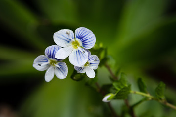 Macro of Slender speedwell (Veronica filiformis) small and delicate flowers Selective focus. 