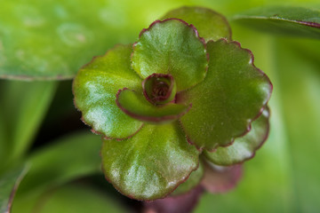 macro of succulents selective focus