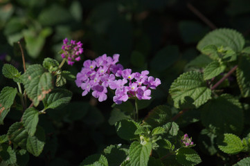 Close-up of a purple lantana camera flower with dark background