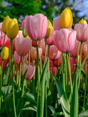 Tulips in vibrant colours in  Lisse, Netherlands. Photographed in HDR high definition.