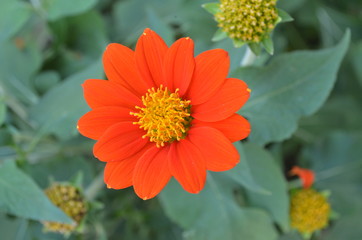 Cute and Beautiful Orange Flower in Garden.