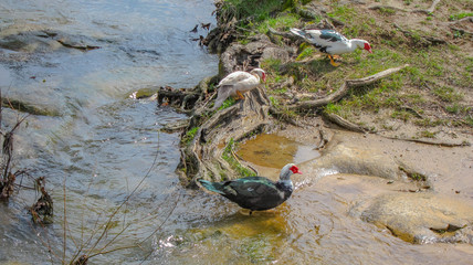 ducks on the edge of a creek