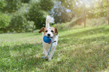 ACTIVE JACK RUSSELL DOG PLAYING WITH A BLUE BALL TOY AT THE PARK WITH OUT LEASH.