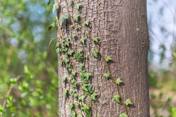 Ivy vines climbing tree trunk