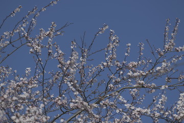 Blossom in spring
