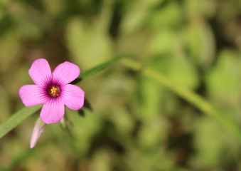 Fototapeta premium イモカタバミ
