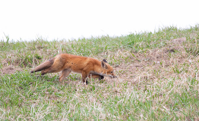 Red fox Vulpes vulpes kit running along top of grassy hill in the spring in Canada