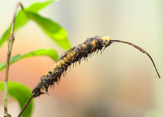 Close up of  bug larva on blurred background