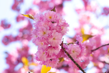 Sakura branch blooms. Gentle pink spring. Nature wakes up