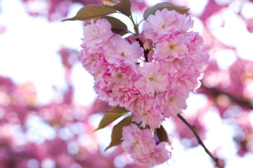 Sakura branch blooms. Gentle pink spring. Nature wakes up. Heart shaped sakura © OlhaL